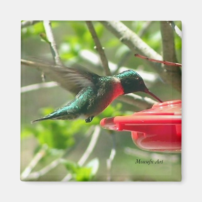 Hummingbird Magnet (Front)