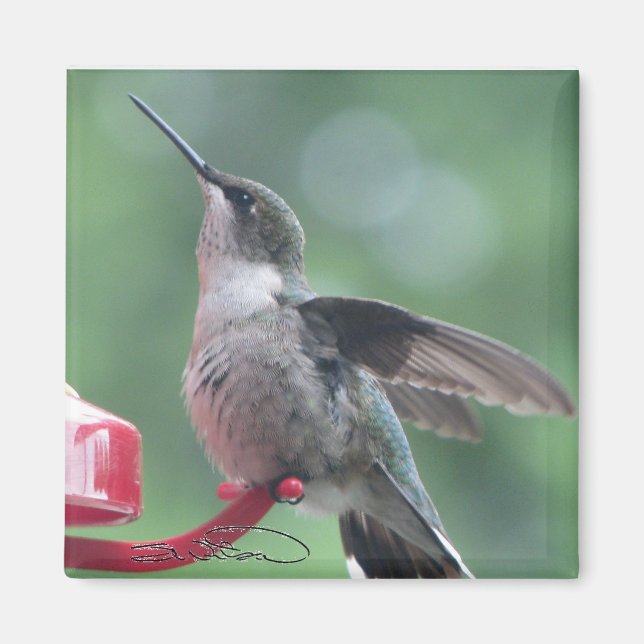 Hummingbird magnet (Front)