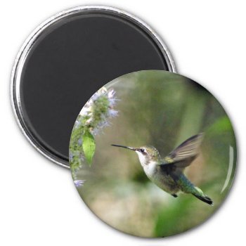 Hummingbird Magnet by Considernature at Zazzle