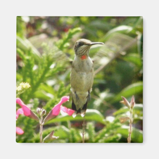 Hummingbird & Maraschino Magnet (Front)