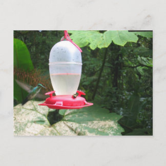 Hummingbird - Monteverde, Costa Rica Postcard