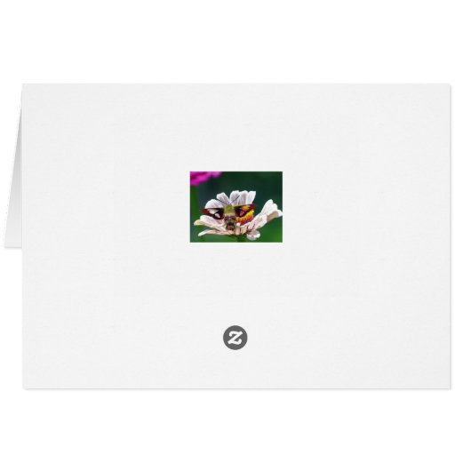 Hummingbird Moth (Back Horizontal)