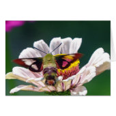 Hummingbird Moth (Front Horizontal)