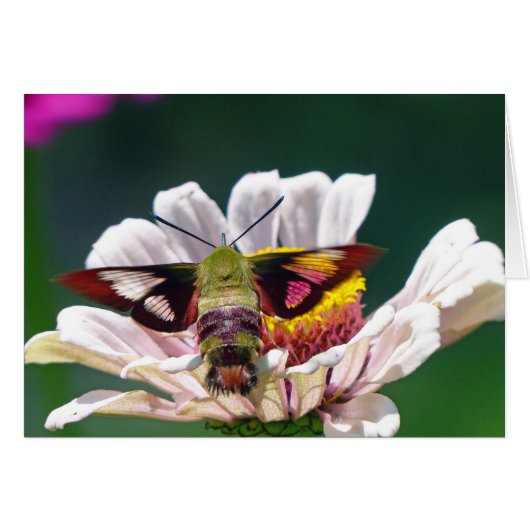 Hummingbird Moth (Front Horizontal)
