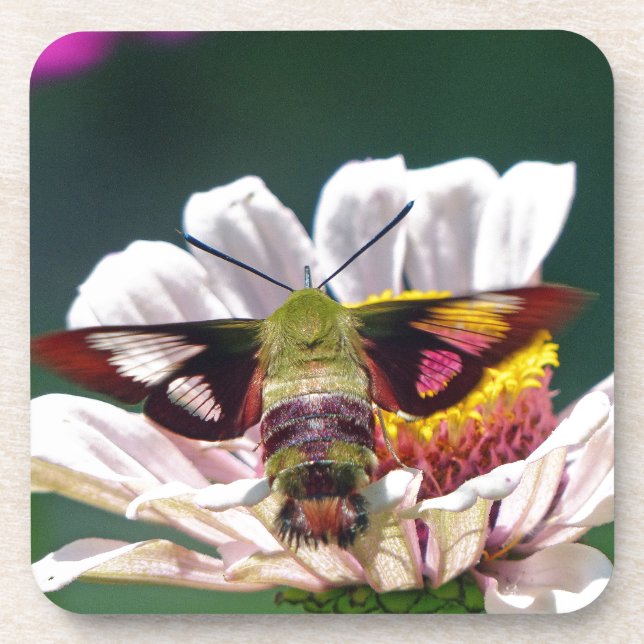 Hummingbird Moth Beverage Coaster (Front)