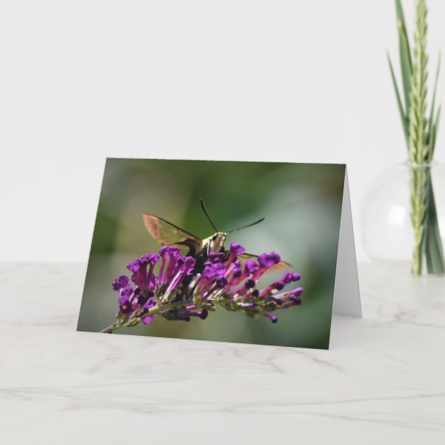Hummingbird Moth, card (Front)