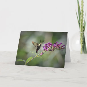 Hummingbird Moth, card
