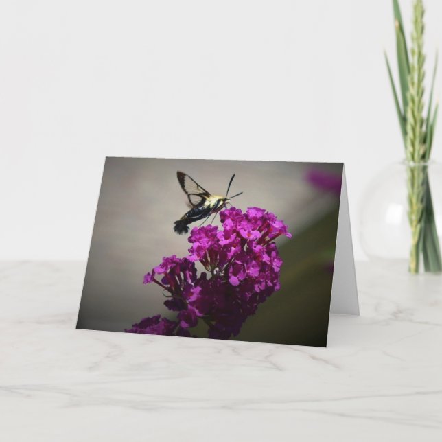 Hummingbird Moth, card (Front)