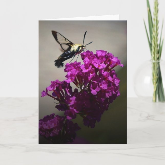 Hummingbird Moth, card (Front)