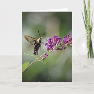 Hummingbird Moth, card