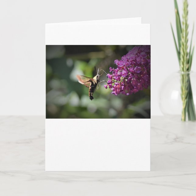 Hummingbird Moth, card (Front)