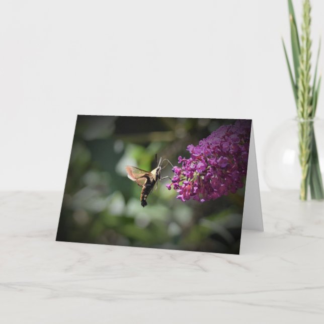 Hummingbird Moth, card (Front)