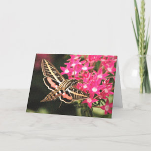 Hummingbird Moth Card