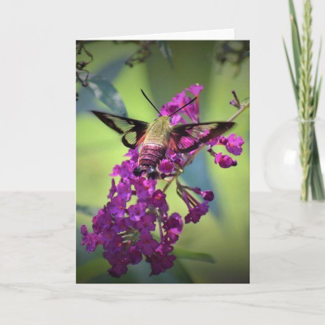 Hummingbird Moth, card (Front)