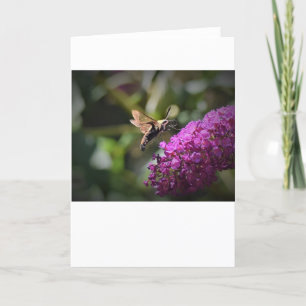 Hummingbird Moth, card