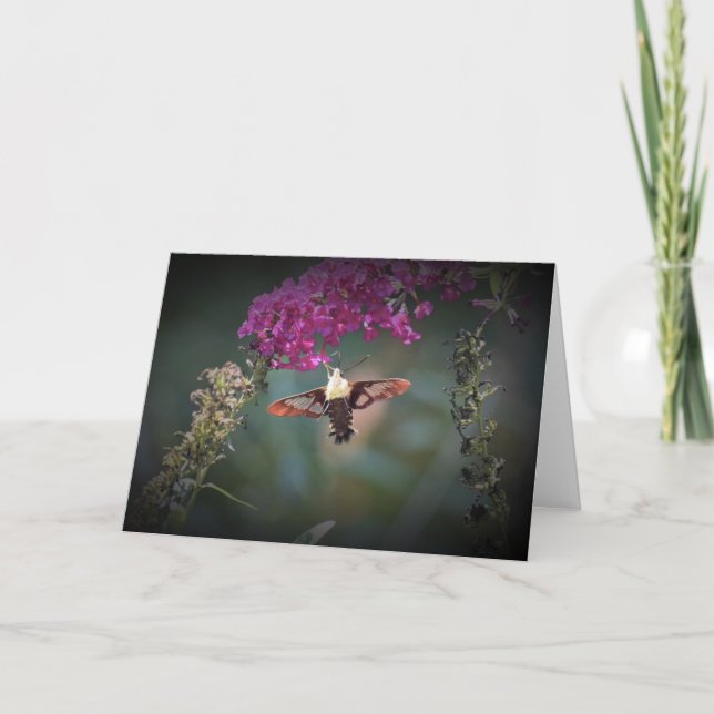 Hummingbird Moth, card (Front)