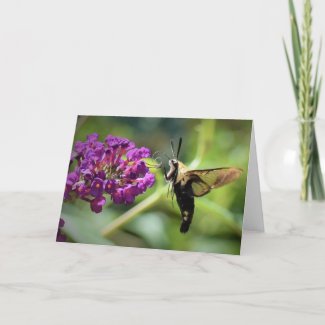 Hummingbird Moth, card