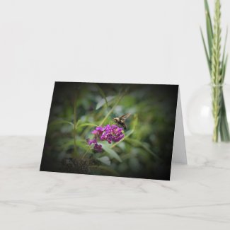 Hummingbird Moth, card