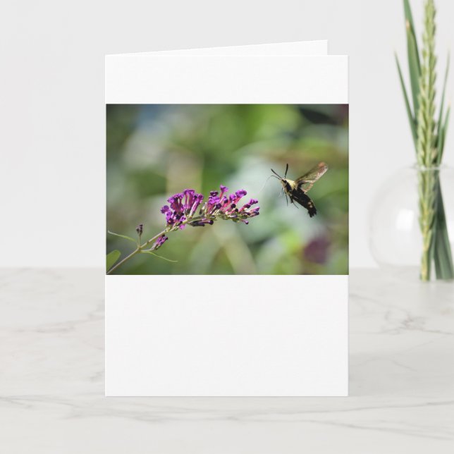 Hummingbird Moth, card (Front)