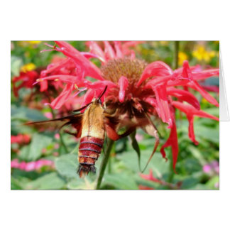 Hummingbird Moth Cards