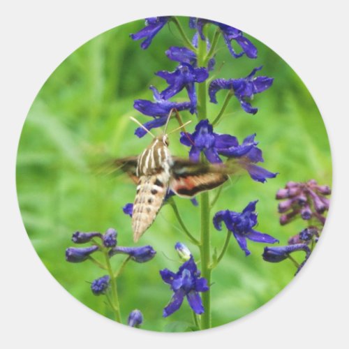 Hummingbird moth classic round sticker