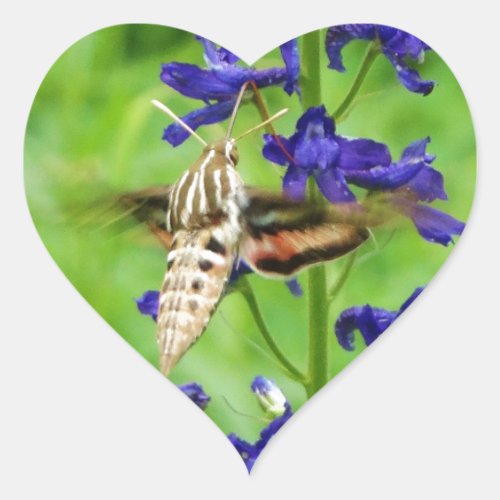 Hummingbird moth heart sticker