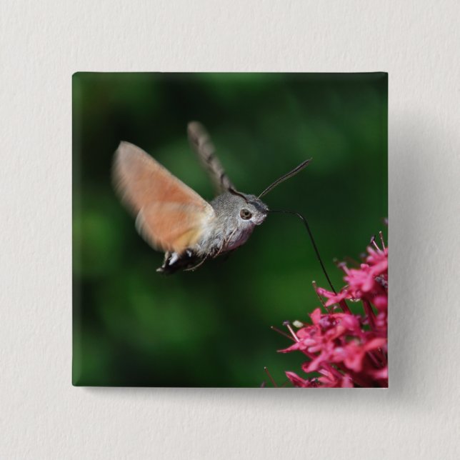 Hummingbird moth hovering button (Front)