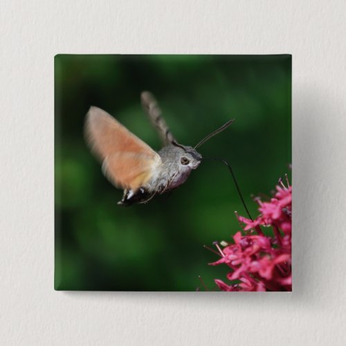 Hummingbird moth hovering button