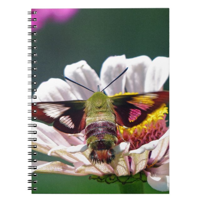 Hummingbird Moth Notebook (Front)