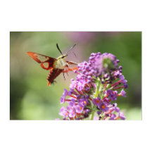Hummingbird Moth on a Butterfly Bush