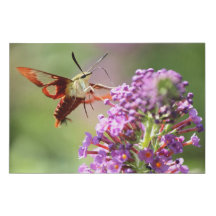 Hummingbird Moth on a Butterfly Bush