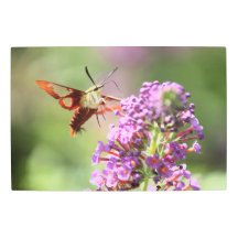 Hummingbird Moth on a Butterfly Bush