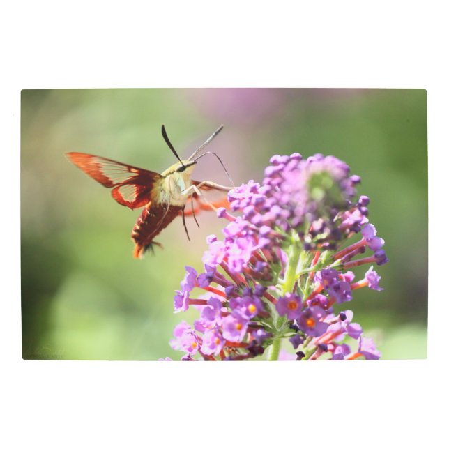 Hummingbird Moth on a Butterfly Bush  Metal Print (Front)