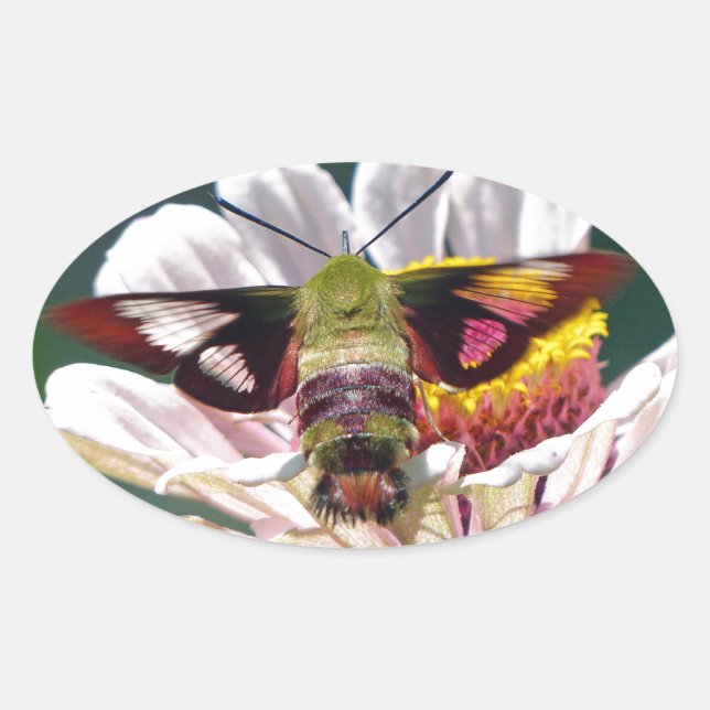 Hummingbird Moth Oval Sticker (Front)