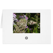Hummingbird Moth & Phlox Cards (Back Horizontal)