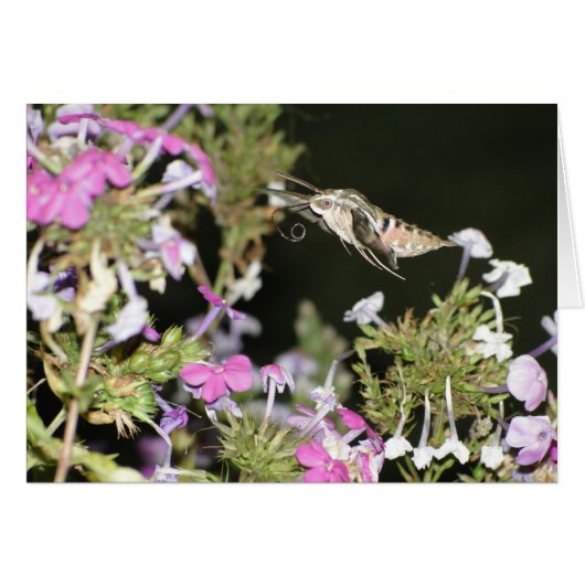 Hummingbird Moth & Phlox Cards (Front Horizontal)