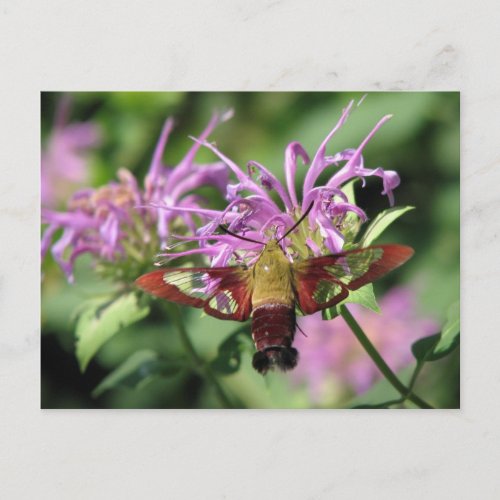 Hummingbird Moth Postcard