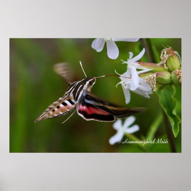Hummingbird Moth Poster (Front)
