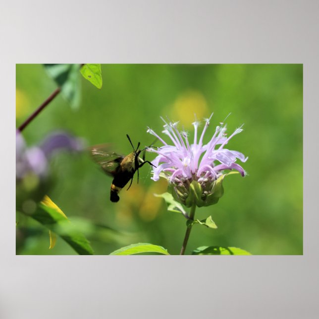 Hummingbird Moth Poster (Front)