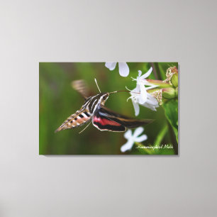 Hummingbird Moth Premium Wrapped Canvas Print