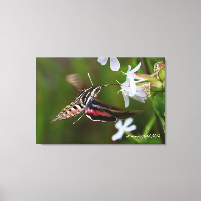 Hummingbird Moth Premium Wrapped Canvas Print (Front)