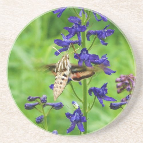 Hummingbird moth sandstone coaster