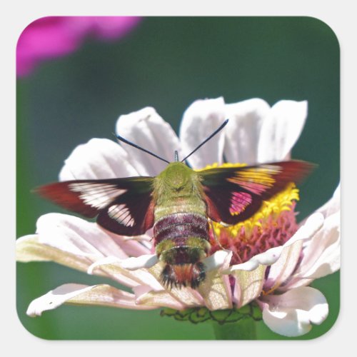 Hummingbird Moth Square Sticker