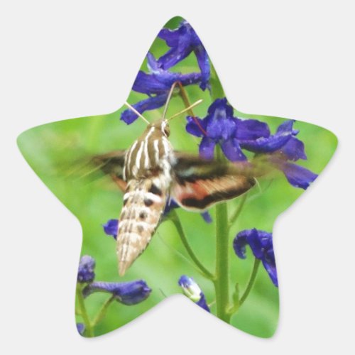 Hummingbird moth star sticker
