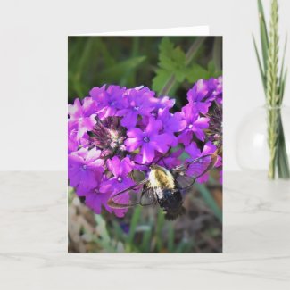 Hummingbird Moth & Verbena, card