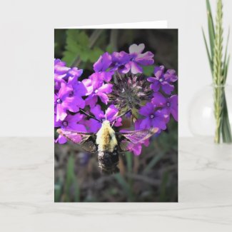 Hummingbird Moth & Verbena, card