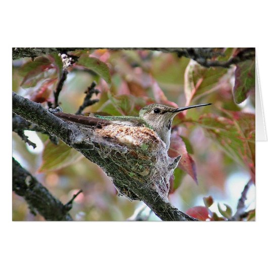 Hummingbird mother on nest - Card (Front Horizontal)