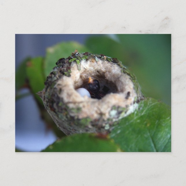 Hummingbird Nest Photography Postcard (Front)