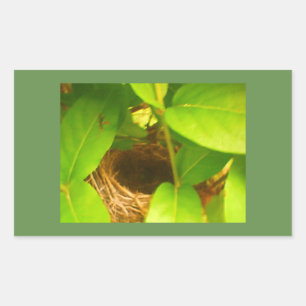 Hummingbird Nest Rectangular Sticker