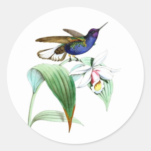 Hummingbird no1 violet purple bird white flower classic round sticker